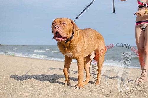 Collare in cuoio multifunzionale per cane forte e attivo