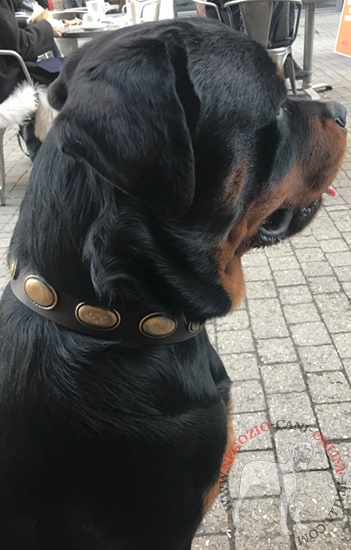 Rottweiler con elegante
collare in cuoio decorato