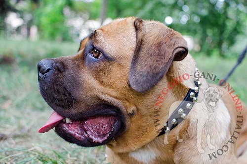 Bellissimo collare in cuoio per cane