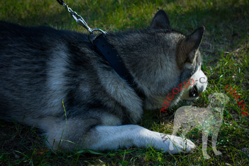 Alaskan Malamute con classico collare
in pelle indosso