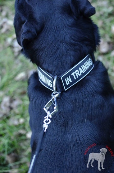 Collare per Rottweiler agganciato al guinzaglio