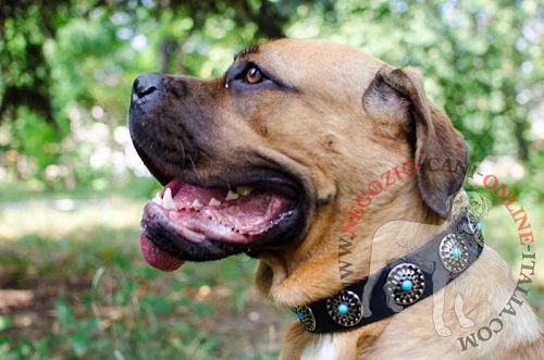 Comodo ed elegante collare decorato con pietre turchesi
indossato da Cane Corso