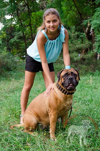 Collare con decorazioni per passeggiate con Bullmastiff