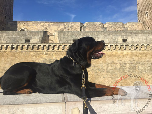 Comodo collare a catena per
Rottweiler