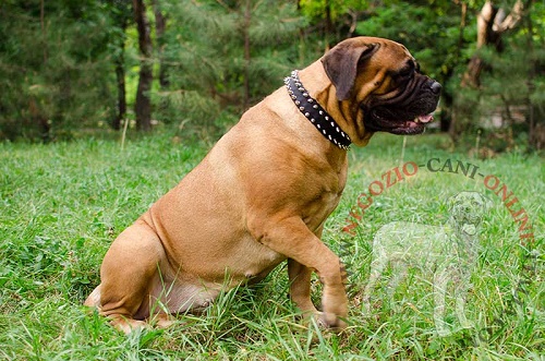 Comodo e pratico collare con decorazioni per Bullmastiff