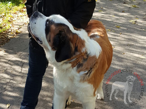 Collare a punte per
cane di San Bernardo