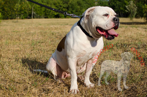 Collare in nylon per Bulldog Americano