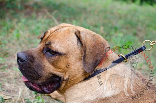 Collare a strozzo in cuoio indossato da Cane Corso