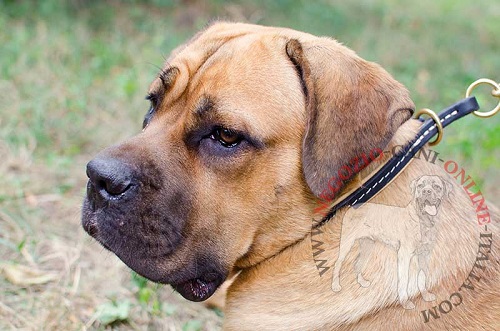 Collare a strozzo in pelle indossato da Cane Corso