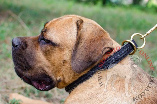 Bellissimo collare in cuoio con striscia
decorata per Cane Corso