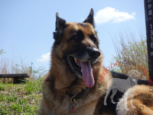 Cane di razza Pastore Tedesco con collare a strozzo indosso