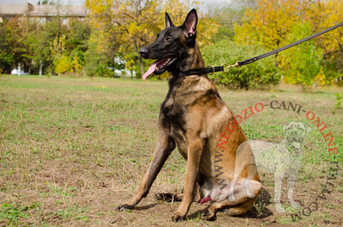 Collare per Malinois agganciato al guinzaglio