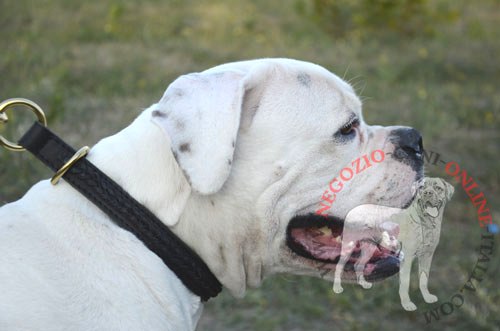 Comodo collare in pelle naturale indossato da
Bulldog Americano