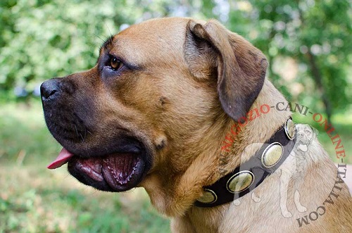 Magnifico collare in cuoio stile vintage
indossato da Cane Corso