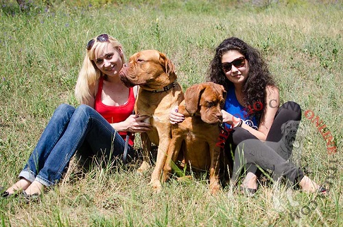 Collare per passeggiate con Dogue de Bordeaux