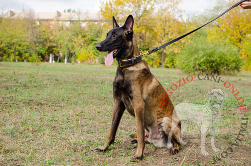 Comodo e pratico collare
indossato da Malinois