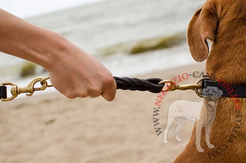 Collare in cuoio con placche rotonde
indossato da Dogue de Bordeaux