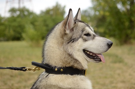 Collare con comoda maniglia per
Alaskan Malamute