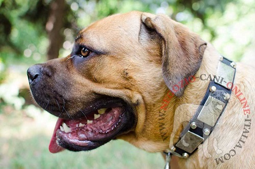 Cane Corso con il collare in cuoio decorato indosso