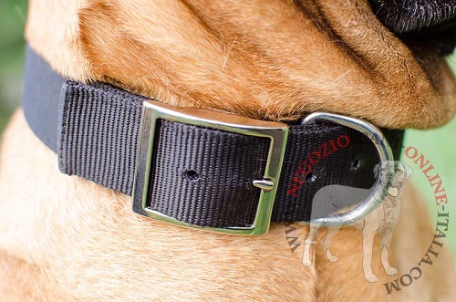 Bullmastiff con collare con
piastrina personalizzata