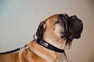 Collare in pelle "Strict Confidence" per Bullmastiff