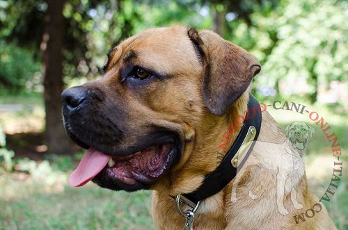 Collare in cuoio con targhetta personalizzata indossato
da Cane Corso