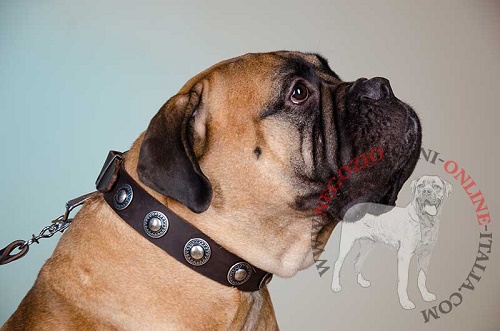 Bullmastiff con elegante
collare con decorazioni rotonde