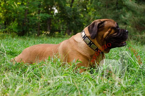 Collare con piastrine bianche e
borchie a piramidi idossato da Bullmastiff