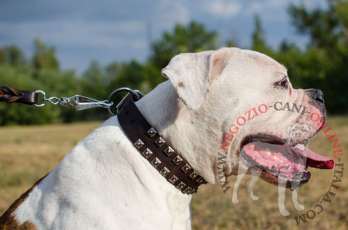 Bellissimo collare in cuoio per passeggiate con Bulldog Americano