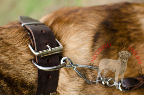 Malinois con bellissimo collare in cuoio