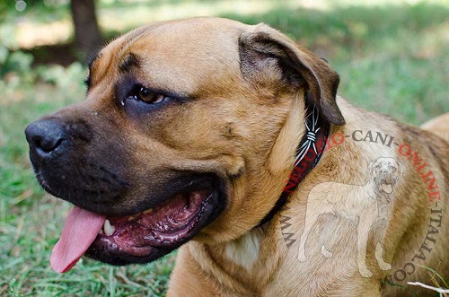 Grazioso collare con disegno di
filo spinato indossato da Cane Corso