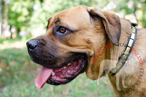 Esclusivo collare in cuoio con piastrine rettangolari
indossato da Cane Corso