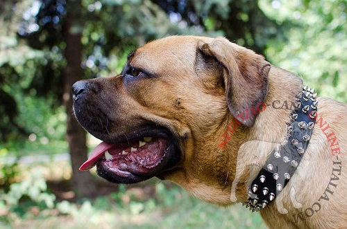 Cane Corso con splendido collare
con tre file di borchie a punta indosso