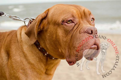 Dogue de Bordeaux con collare decorato indosso