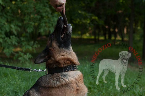 Collare in cuoio con borchie a punta in acciaio
per Pastore Tedesco