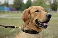 Collare in pelle doppia "VIP Class Doggy" per Labrador Retriever