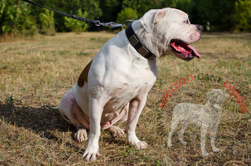 Collare con piastrine decorative
indossato da Bulldog Americano