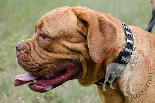 Resistente ed elegante collare in cuoio
indossato da Dogue de Bordeaux