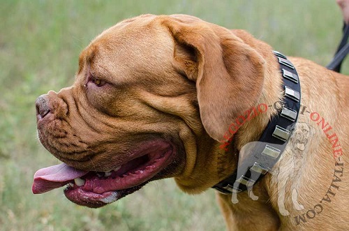 Resistente ed elegante collare in cuoio
indossato da Dogue de Bordeaux