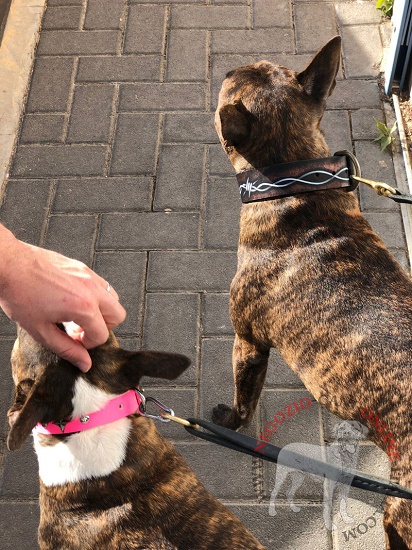 Collare in cuoio con filo spinato per passeggiate con cane