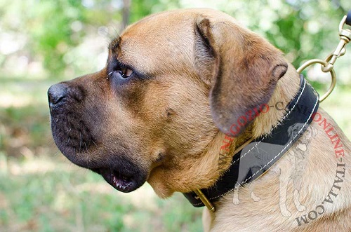 Comodo ed elegante collare in cuoio
indossato da Cane Corso