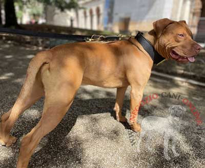 Resistente collare per cani grandi e forti