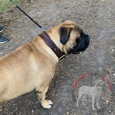 Collare in cuoio largo con decorazioni per cane