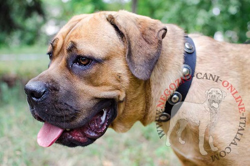 Collare in nylon decorato indossato da Cane Corso