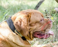 Comodo collare in nylon con targhetta per Dogue de Bordeaux Comodo collare in nylon con targhetta per Dogue de Bordeaux