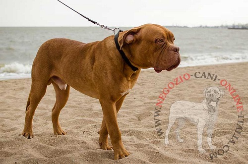 Dogue de Bordeaux con collare regolabile con
fibbia a sgancio rapido