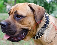 Collare in nylon con borchie a punta per Cane Corso