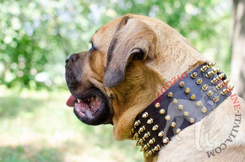 Cane Corso con il collare decorato indosso