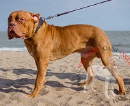 Collare con tre file di borchie a punta per Dogue de Bordeaux Collare con tre file di borchie a punta per Dogue de Bordeaux