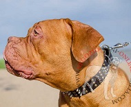 Collare con bellissime decorazioni miste per Dogue de Bordeaux Collare con bellissime decorazioni miste per Dogue de Bordeaux
